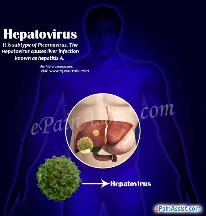 Hepatovirus Infectious Hepatitis Or Hepatitis A Transmission Incubation Symptoms Diagnosis Prognosis Prevention