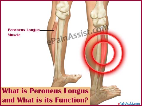 What is Peroneus Longus and What is its Function?