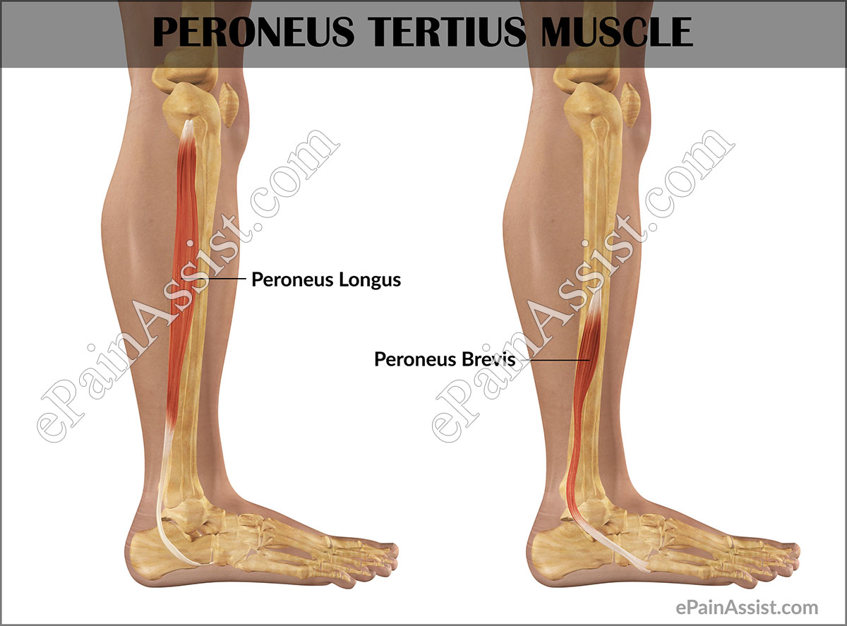 Peroneus Tertius Muscle Peroneus Tertius Muscle