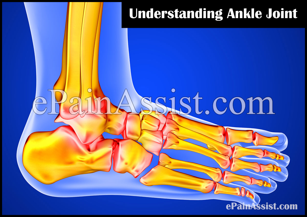 What Is Ankle Joint?