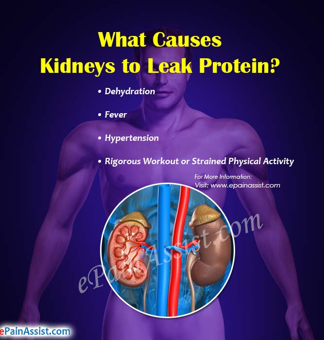 What Causes Kidneys to Leak Protein?