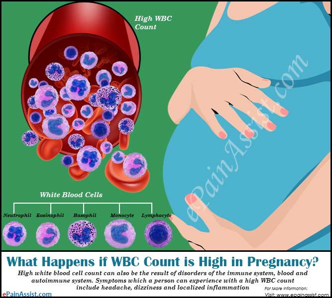 What does an elevated WBC count indicate?