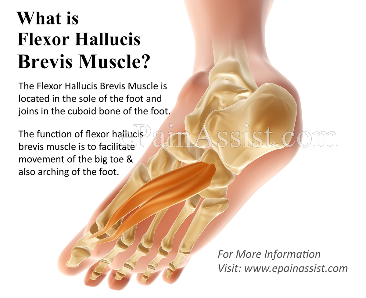 What is Flexor Hallucis Brevis Muscle and What is its Function? What is Flexor Hallucis Brevis Muscle and What is its Function?