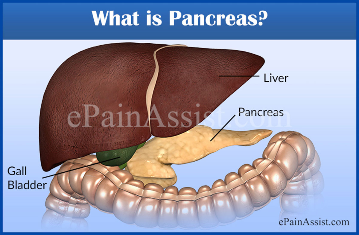What is Pancreas?